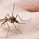 Image for article titled We're All Gonna Die: The Infectious Pandemics of Summer 2012